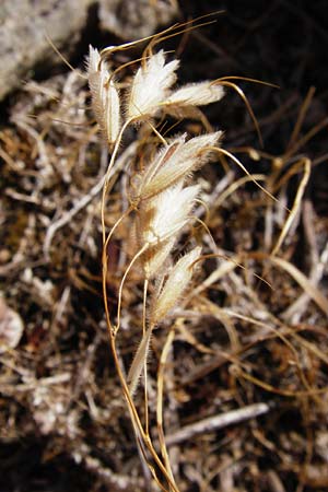 Bromus lanceolatus \ Spreizende Trespe, GR Euboea (Evia), Styra 31.8.2014