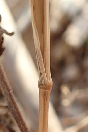 Cynosurus echinatus \ Grannen-Kammgras / Bristly Dogstail Grass, Rough Dogstail, GR Euboea (Evia), Neos Pirgos 25.8.2017