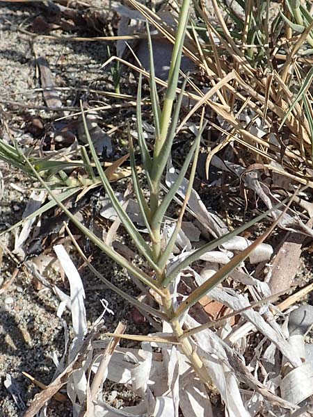 Sporobolus pungens \ Stechendes Vilfagras / Prickly Dropseed, GR Euboea (Evia), Kanatadika 28.8.2017