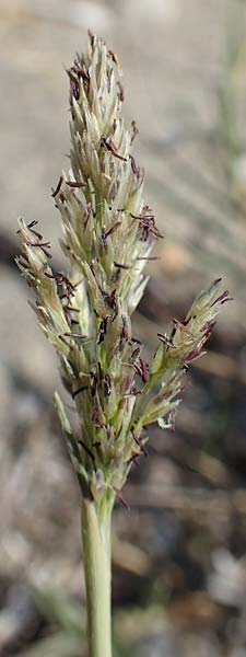 Sporobolus pungens \ Stechendes Vilfagras / Prickly Dropseed, GR Euboea (Evia), Kanatadika 28.8.2017