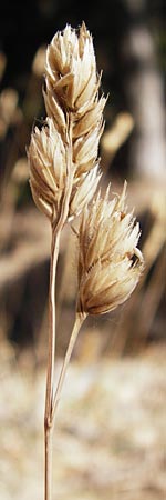 Dactylis polygama \ Wald-Knuelgras / Slender Cocksfoot Grass, GR Parnitha 1.9.2014