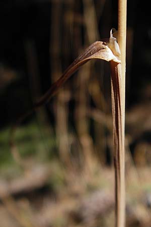 Dactylis polygama \ Wald-Knuelgras, GR Parnitha 1.9.2014