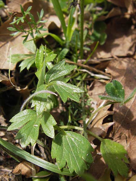 Ranunculus paludosus \ Kerbel-Hahnenfu, Tmpel-Hahnenfu, GR Peloponnes, Strofilia-Wald bei Kalogria 27.3.2013