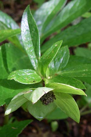 Helleborus cyclophyllus \ Kreisblttrige Nieswurz / Greek Hellebore, GR Zagoria, Vikos - Schlucht / Gorge 15.5.2008