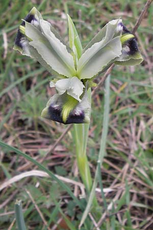 Iris tuberosa \ Hermesfinger, GR Peloponnes, Kosmas 31.3.2013