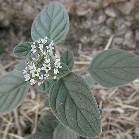 Heliotropium europaeum \ Europische Sonnenwende, GR Parga 25.8.2007