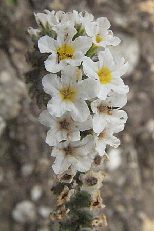 Heliotropium hirsutissimum \ Behaarte Sonnenwende, GR Mykene 3.9.2007