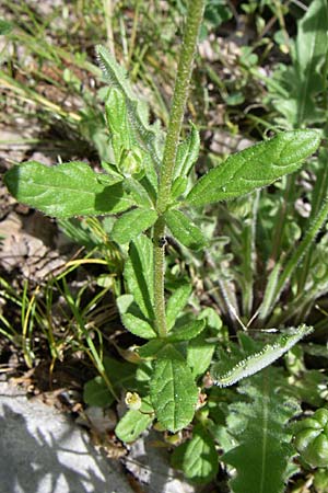 Helianthemum salicifolium \ Weidenblttriges Sonnenrschen, GR Zagoria, Mikro Papingko 17.5.2008