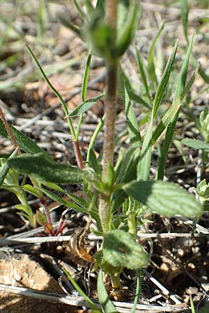 Helianthemum salicifolium / Willowleaf Rock-Rose, GR Hymettos 23.3.2019