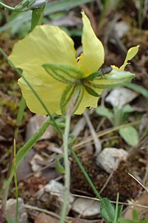 Helianthemum nummularium \ Kleinblttriges Sonnenrschen / Common Rock-Rose, GR Peloponnes, Taygetos 27.5.2024