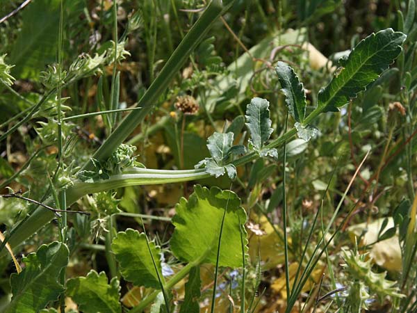 Heptaptera colladonioides \ Colladonia-hnliche Heptaptera, GR Kastraki 1.5.2017 (Photo: Gisela Nikolopoulou)