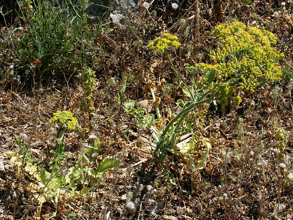 Heptaptera colladonioides / Colladonia-Like Cachrys, GR Kastraki 20.5.2017 (Photo: Gisela Nikolopoulou)