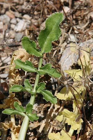 Heptaptera colladonioides \ Colladonia-hnliche Heptaptera / Colladonia-Like Cachrys, GR Kastraki 20.5.2017 (Photo: Gisela Nikolopoulou)