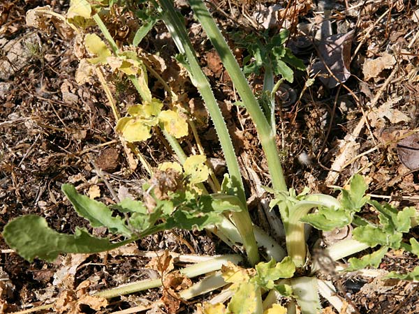 Heptaptera colladonioides \ Colladonia-hnliche Heptaptera / Colladonia-Like Cachrys, GR Kastraki 20.5.2017 (Photo: Gisela Nikolopoulou)