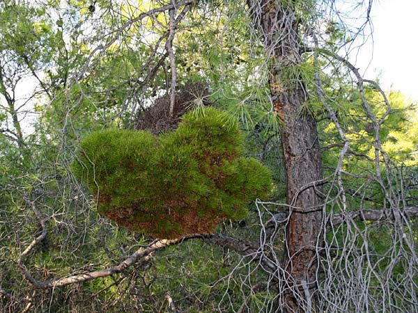 Pinus halepensis \ Aleppo-Kiefer, Strand-Kiefer / Aleppo Pine, Jerusalem Pine, GR Gerania - Gebirge/Mountains 25.11.2014 (Photo: Gisela Nikolopoulou)