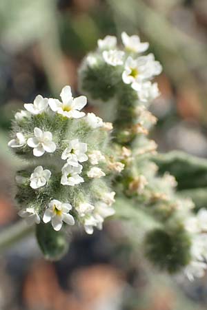 Heliotropium suaveolens \ Wohlriechende Sonnenwende / Fragrant Turn-Sole, GR Euboea (Evia), Kavos 26.8.2017