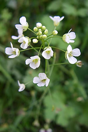 Capsella bursa-pastoris / Shepherd's Purse, GR Zagoria, Monodendri 15.5.2008