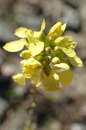 Hirschfeldia incana \ Grau-Senf / Shortpod Mustard, Buchanweed, GR Hymettos 23.3.2019