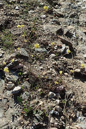 Hirschfeldia incana \ Grau-Senf, GR Hymettos 23.3.2019