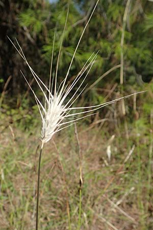 Hordeum murinum / Wall Barley, GR Euboea (Evia), Agdines 27.8.2017
