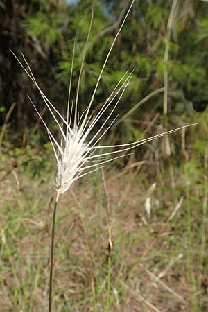 Hordeum murinum \ Muse-Gerste / Wall Barley, GR Euboea (Evia), Agdines 27.8.2017