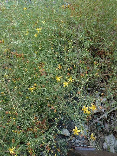 Hypericum triquetrifolium \ Krausblttriges Johanniskraut / Wavyleaf St. John's-Wort, Tangled Hypericum, GR Euboea (Evia), Drimona 30.8.2017