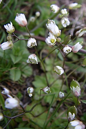 Draba verna agg. \ Frhlings-Hungerblmchen / Common Whitlowgrass, GR Timfi 17.5.2008