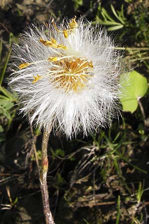 Tussilago farfara / Colt's-Foot, GR Peloponnes, Andritsena 28.3.2013