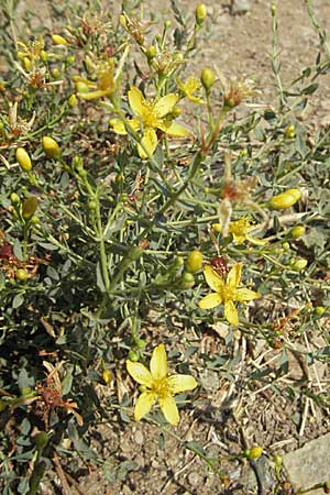 Hypericum triquetrifolium \ Krausblttriges Johanniskraut / Wavyleaf St. John's-Wort, Tangled Hypericum, GR Hymettos 31.8.2007