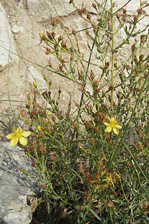 Hypericum triquetrifolium \ Krausblttriges Johanniskraut, GR Mykene 3.9.2007