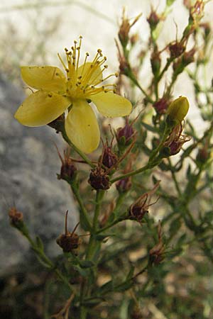 Hypericum triquetrifolium \ Krausblttriges Johanniskraut, GR Mykene 3.9.2007