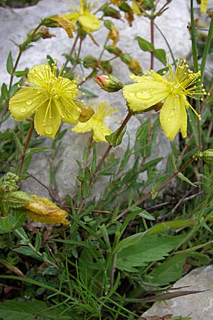 Hypericum perforatum \ Echtes Johanniskraut, Tpfel-Hartheu, GR Joannina 14.5.2008