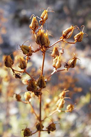 Hypericum empetrifolium \ Krhenbeerenblttriges Johanniskraut / Crowberry-Leaved St. John's-Wort, GR Hymettos 26.8.2014
