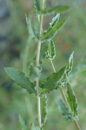 Hypericum triquetrifolium \ Krausblttriges Johanniskraut / Wavyleaf St. John's-Wort, Tangled Hypericum, GR Euboea (Evia), Drimona 27.8.2017