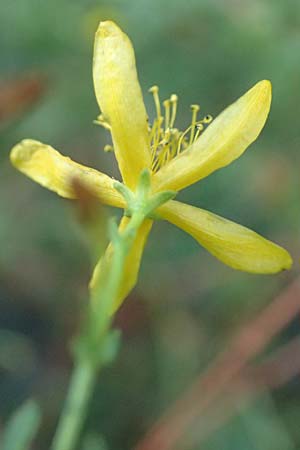 Hypericum triquetrifolium / Wavyleaf St. John's-Wort, Tangled Hypericum, GR Euboea (Evia), Drimona 27.8.2017