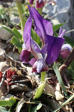 Iris pumila subsp. attica \ Attische Schwertlilie / Greek Iris, GR Parnitha 22.3.2019