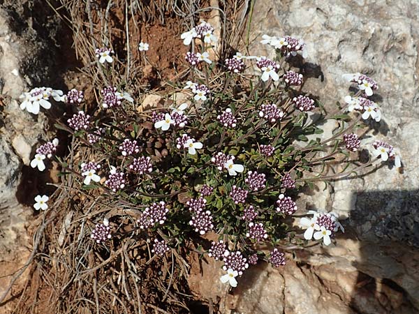 Iberis carnosa \ Fleischige Schleifenblume, GR Parnitha 22.3.2019