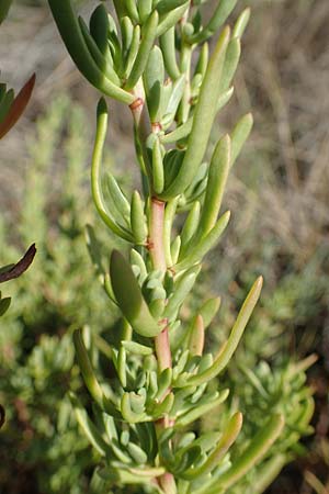 Limbarda crithmoides \ Salz-Alant, GR Euboea (Evia), Kanatadika 28.8.2017
