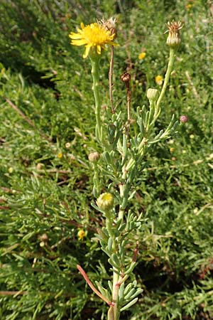 Limbarda crithmoides \ Salz-Alant / Golden Samphire, GR Euboea (Evia), Kanatadika 28.8.2017