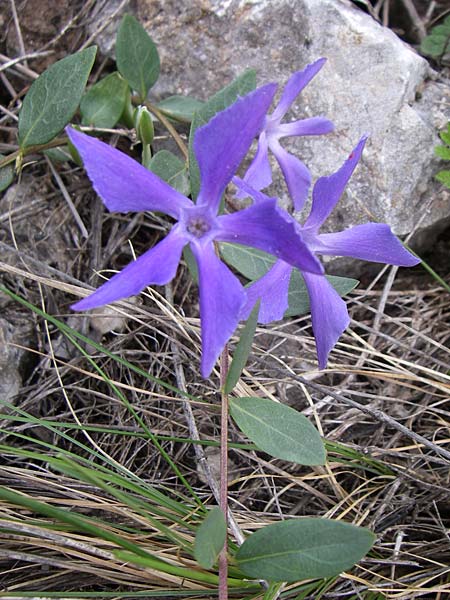 Vinca herbacea \ Krautiges Immergrn / Herbaceous Periwinkle, GR Peloponnes, Zarouchla Tal / Valley 19.5.2008