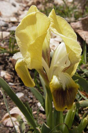 Iris pumila subsp. attica \ Attische Schwertlilie, GR Parnitha 3.4.2013