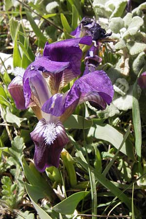 Iris pumila subsp. attica \ Attische Schwertlilie / Greek Iris, GR Parnitha 3.4.2013