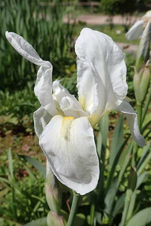 Iris albicans \ Weie Fahnen-Iris, Weie Schwertlilie, GR Athen, Mount Egaleo 10.4.2019