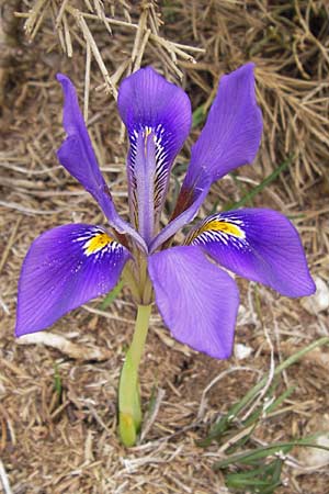 Iris unguicularis \ Winter-Iris / Winter-Blooming Iris, GR Peloponnes, Kosmas 31.3.2013