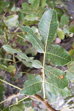 Pistacia terebinthus / Terebinth, GR Euboea (Evia), Styra 31.8.2014