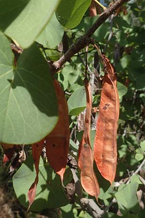 Cercis siliquastrum \ Judasbaum, GR Euboea (Evia), Neos Pagontas 24.8.2017