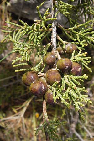 Juniperus phoenicea \ Phnizischer Wacholder, GR Hymettos 2.4.2013