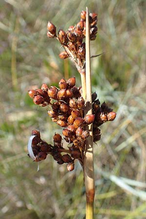 Juncus acutus / Spiny Rush, GR Euboea (Evia), Kanatadika 28.8.2017