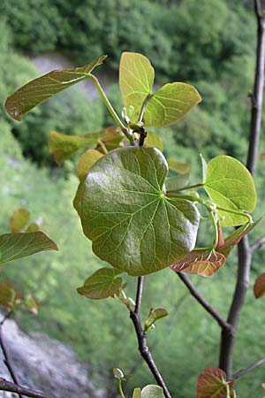 Cercis siliquastrum \ Judasbaum, GR Zagoria, Vikos - Schlucht 15.5.2008