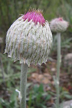 Jurinea mollis \ Weiche Silberscharte, Spinnweb-Bisamdistel / Soft Knapweed, Jurinea, GR Peloponnes, Zarouchla Tal / Valley 19.5.2008